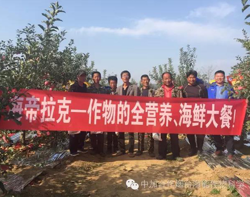 苹果树12月管理技术要点！抓紧时间看