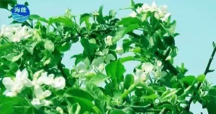 烟台香蕉爱视频免费下载生物带你走进文登----朴实的大叔给你讲述华丽的效果