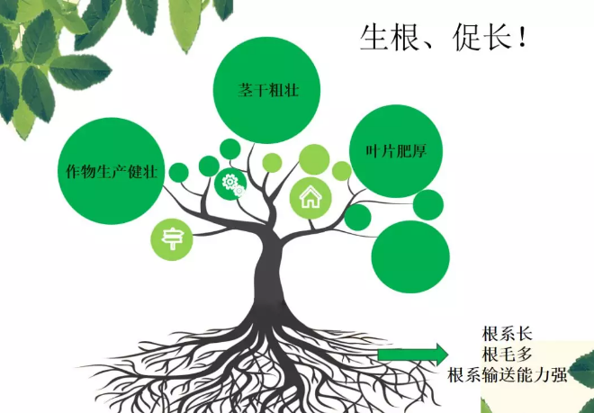 海帝拉克海藻碳的神奇功效！