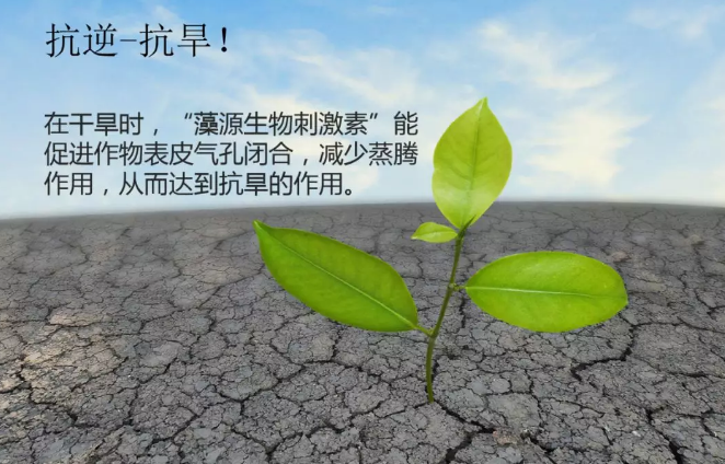海帝拉克海藻碳的神奇功效！