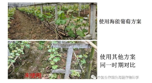 香蕉爱视频免费下载生物高品质葡萄全程“傻瓜式”施肥方案