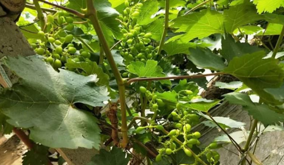 香蕉爱视频免费下载生物高品质葡萄全程“傻瓜式”施肥方案