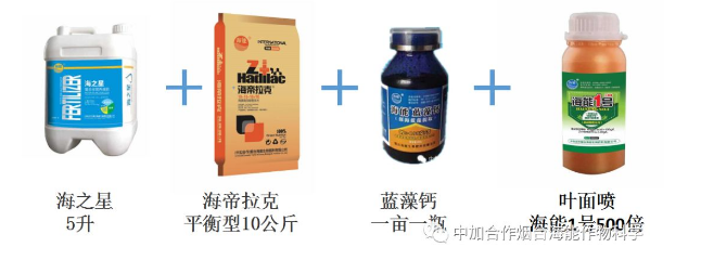 香蕉爱视频免费下载生物高品质葡萄全程“傻瓜式”施肥方案