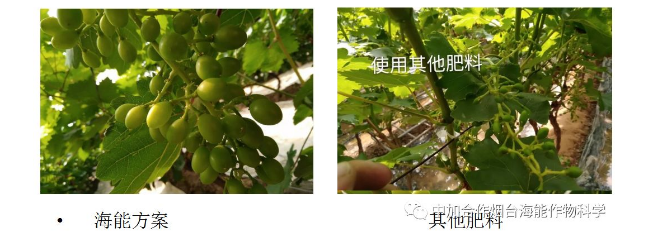 香蕉爱视频免费下载生物高品质葡萄全程“傻瓜式”施肥方案