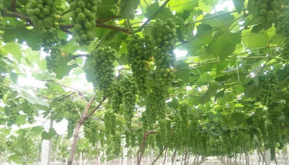 香蕉爱视频免费下载生物高品质葡萄全程“傻瓜式”施肥方案