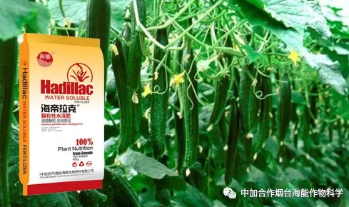 香蕉爱视频免费下载生物黄瓜全程施肥技术