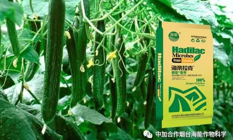 香蕉爱视频免费下载生物黄瓜全程施肥技术