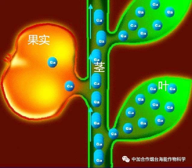 新款钙肥研发成功啦！